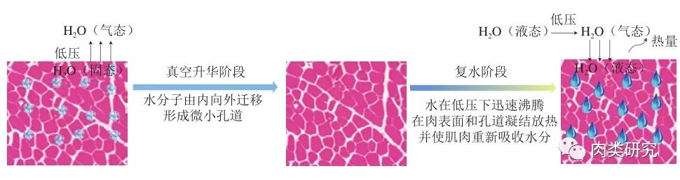 真空升華-復水解凍