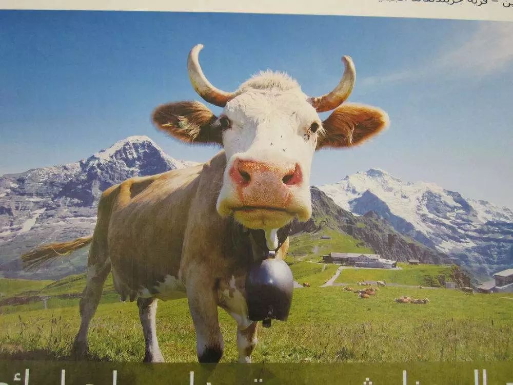 草飼牛