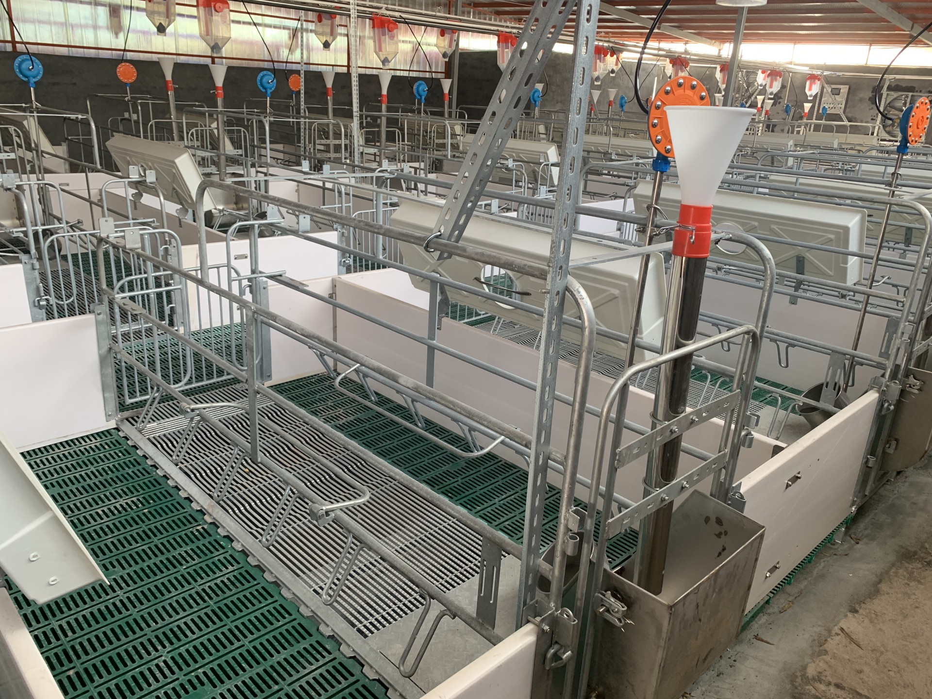 部分養豬場清場
