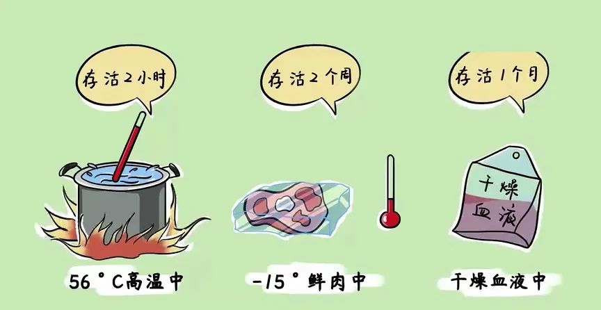 炭疽菌體存活環境