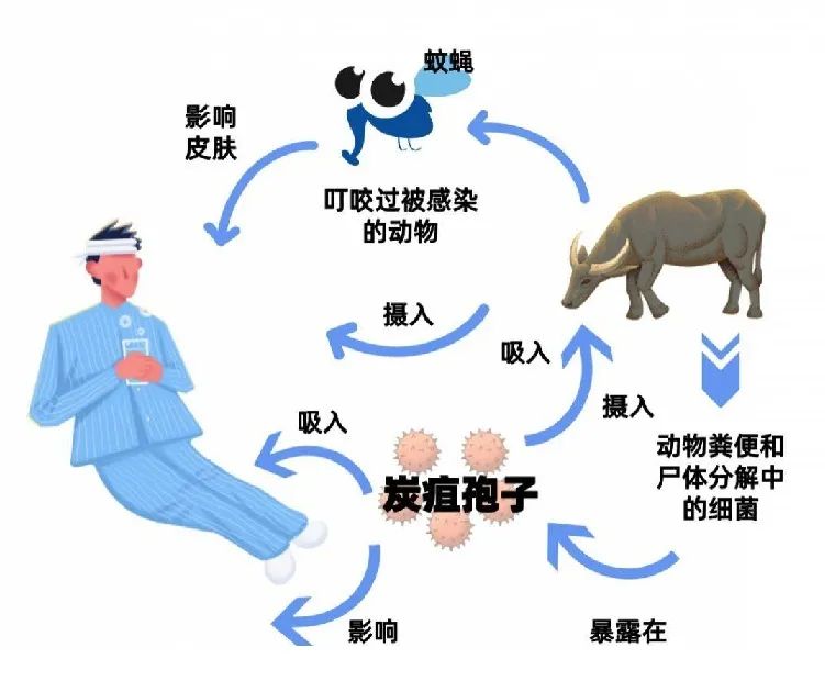 炭疽易感動物