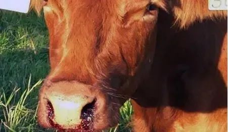 動物炭疽