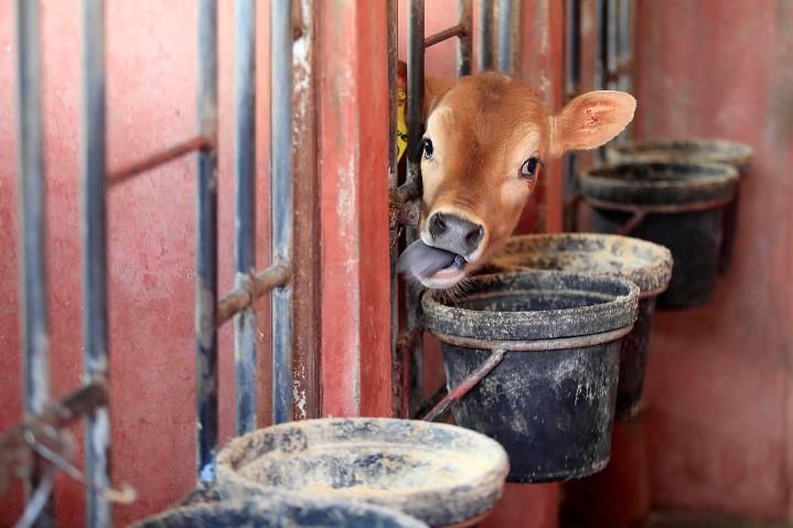哥斯達黎加肉牛養殖