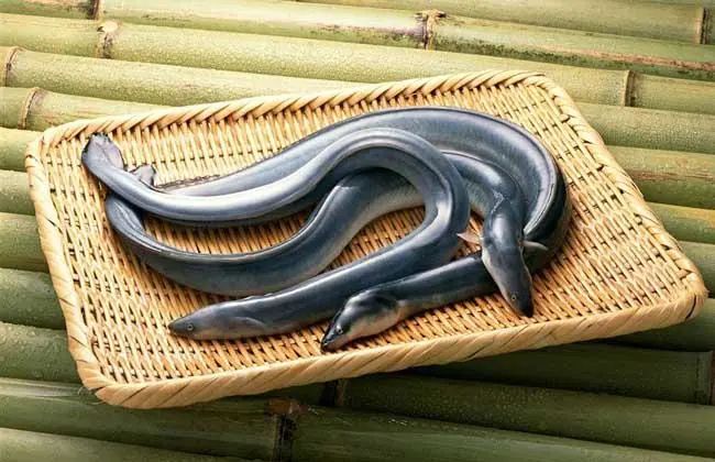 鰻魚出口