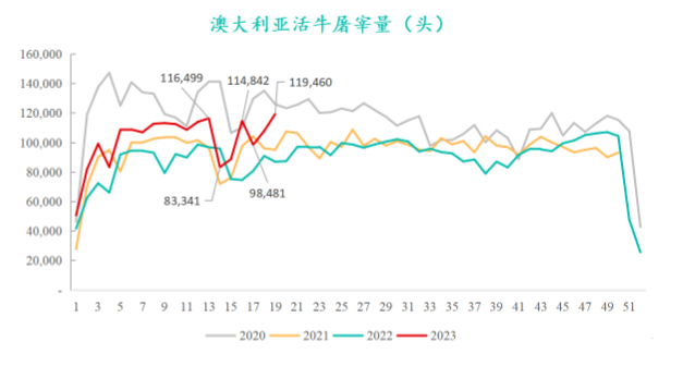 澳大利亞活牛屠宰量