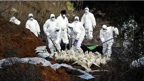 大量禽類被撲殺